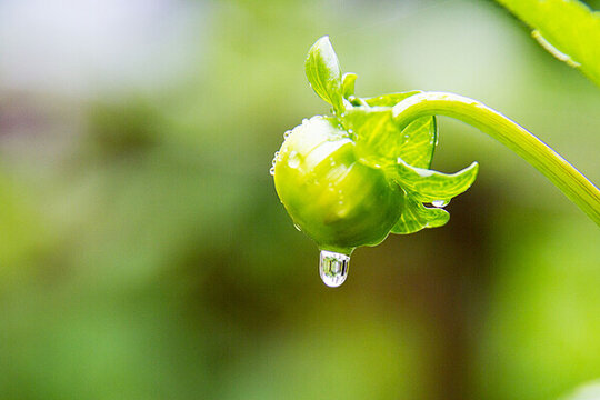 大麗花蕾雨珠欲滴