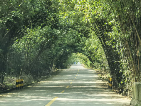 被竹林完全覆蓋的林間公路