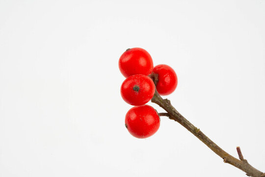 紅果