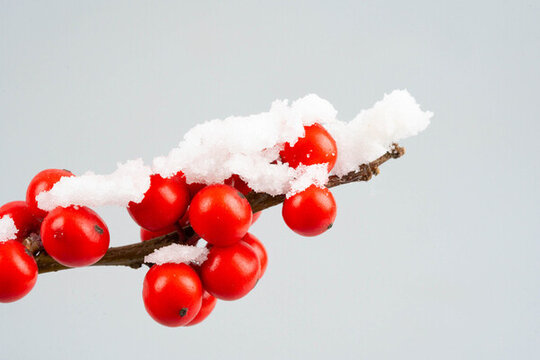 積雪掛雪的紅果