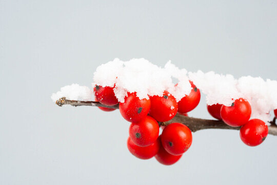 積雪掛雪的紅果