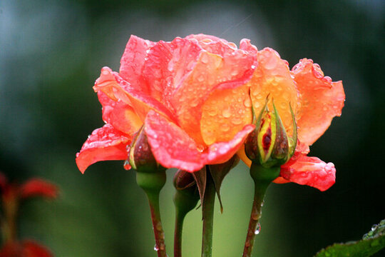 月季花