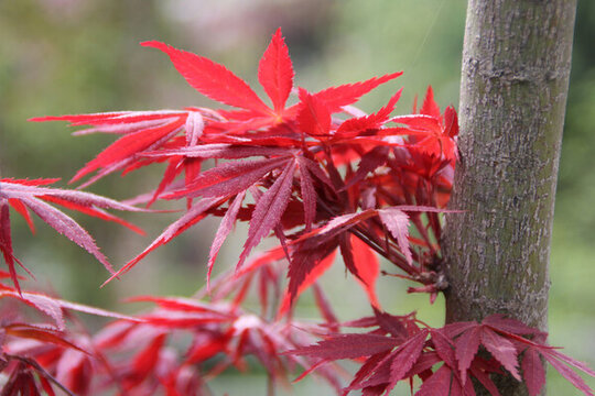 紅色楓葉