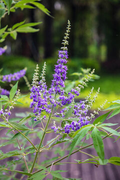 穗花牡荊