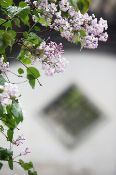 丁香花