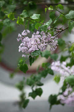 丁香花