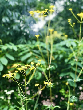 苦菜花