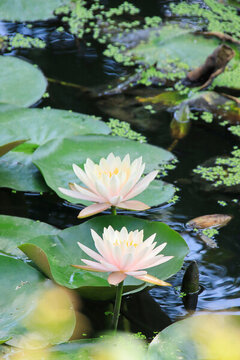 睡蓮花開(kāi)
