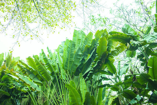 植物园绿叶植物