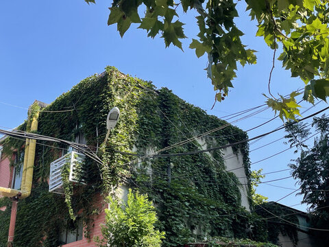 紅墻建筑爬山虎
