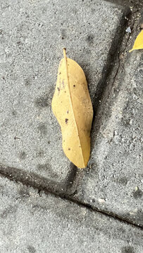 秋天黃色落葉