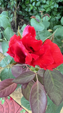 紅色月季花
