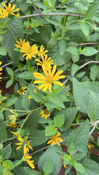黃色日光菊