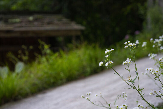 山間路邊的草花和房子