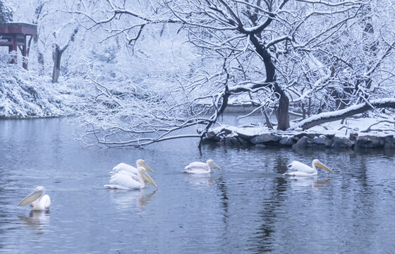 鵜鶘與雪景