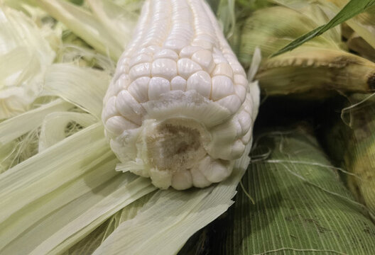 玉米棒子