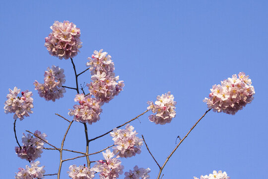 櫻花