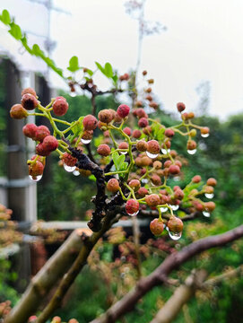雨天鮮花椒