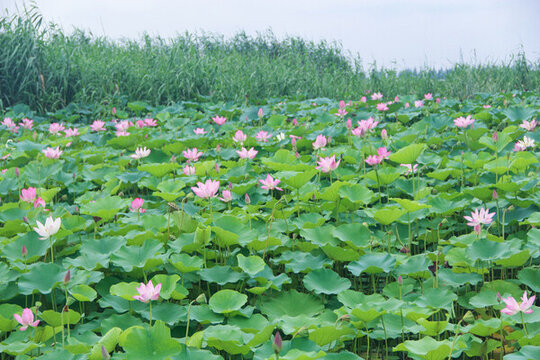 生態(tài)荷花