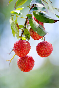 桂味荔枝
