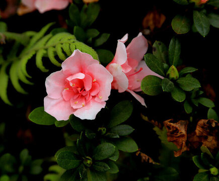 木芙蓉
