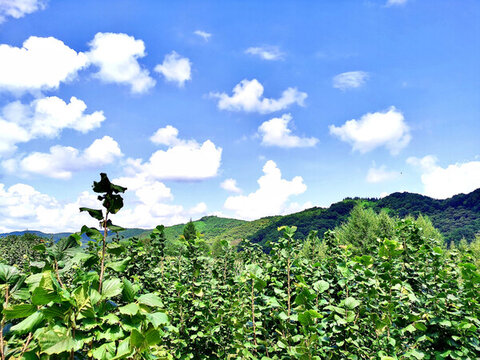 榛樹林