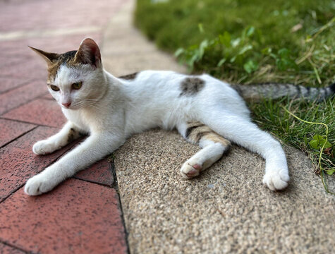 貓咪