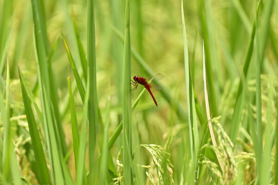 蜻蜓