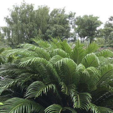 鐵樹(shù)