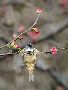 棕臀鳳鹛