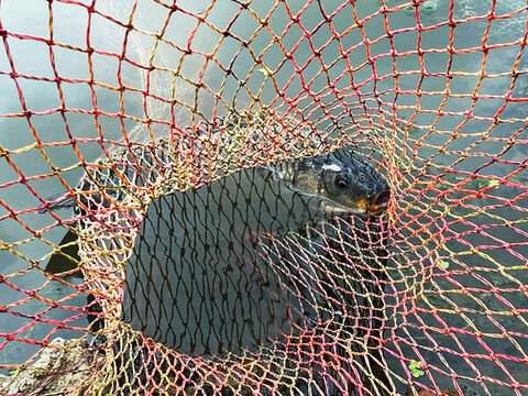 釣魚