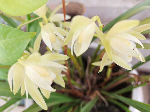 蘭花綻放