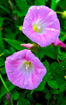 牽牛花開(kāi)