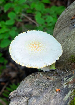 野生菌