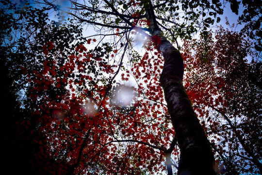 紅葉秋景