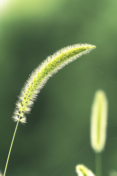 狗尾巴草