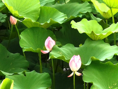 荷花