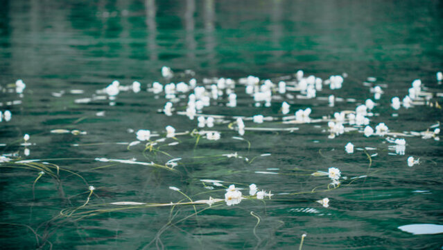 四川瀘沽湖水性楊花
