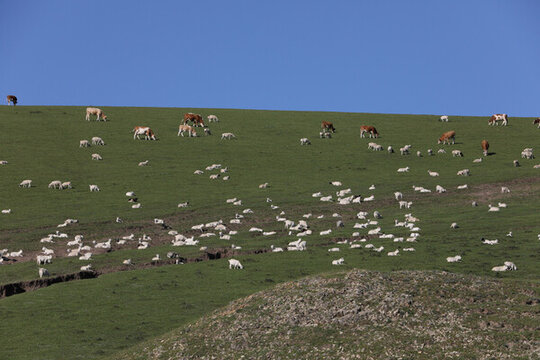 阿魯科爾沁旗山地草原牧場