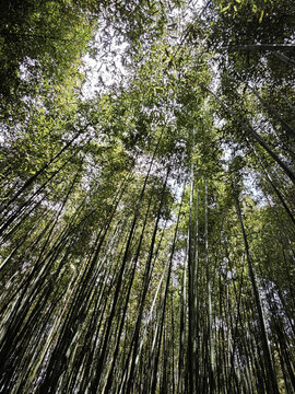 竹樹環(huán)合