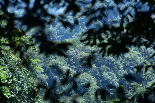 四川青城山問道青城山