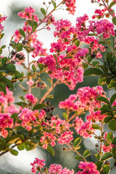 紫微花開