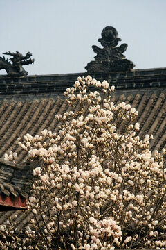 玉蘭花