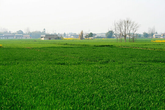 小麥田
