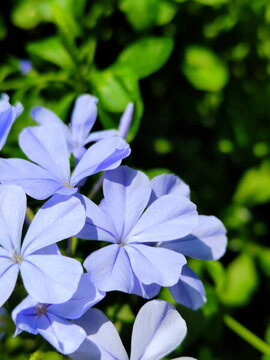 藍(lán)花丹