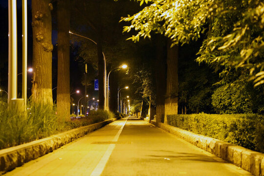 夜光下的林蔭道