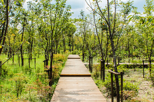 上海顧村公園風(fēng)光