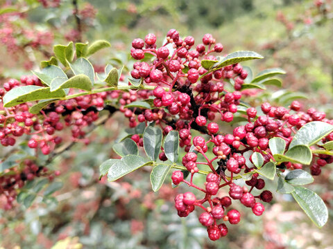漢源紅花椒
