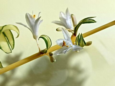 吊蘭花