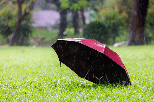 雨中草地上的红伞